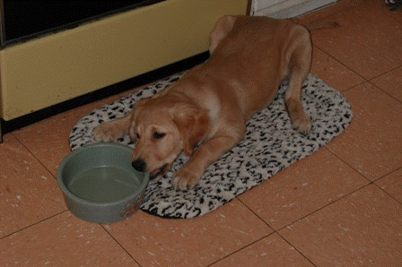 It would be better if the dish were full.
